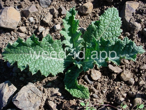 thistle, Scotch